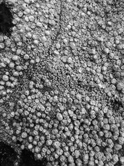 stone wall background