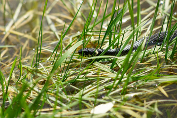 Snake Amongst Vibrant Green Grass Near a Serene Wetland Area