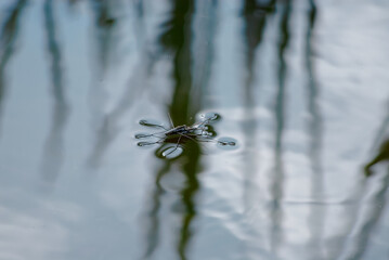 Water Strider Insect Gliding on Calm Water Surface in Natural Setting