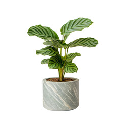 Fototapeta premium super realistic indoor calathea plant in a decorative pot on a white background