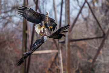 The American Bald Eagles in Flight and Aggression 