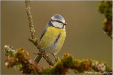 Mésange bleue sur une branche