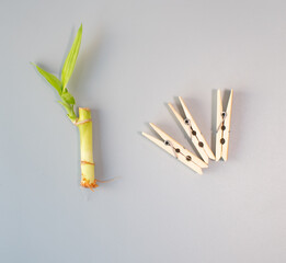 Bamboo clips  with bamboo shoot 