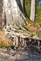 freiliegendes Wurzelwerk eines Baumes - Nahaufnahme