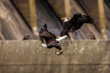 The American Bald Eagles in Flight and Aggression 