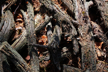 Rustic Pile of Wooden Branches Covered in Moss and Pine Needles Outdoors