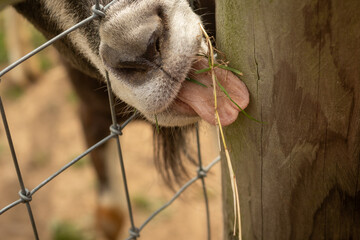 Goat eating scraps of grass