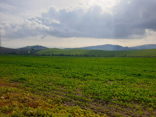 field and blue sky