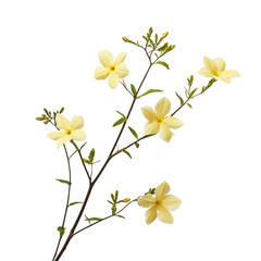 Fototapeta premium A delicate branch with pale yellow flowers isolated on white and transparent background, showcasing nature's beauty and elegance.