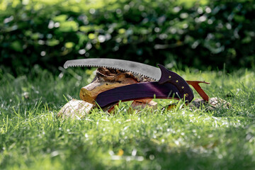 saw with wood purple pretty 