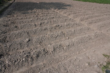 The field is divided in rows for potato plantation