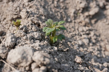 Young potato plants are growing in the field