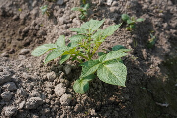 Young potato plant on the agricultural field in close up