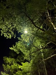 tree in the forest