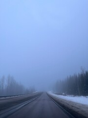 Obraz premium fog in the forest