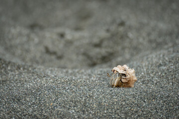 hermit crab in its shell on sand beach
