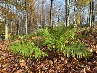 green fern in the autumn forest © Adam