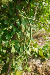 Yardlong beans are hanging from the plant