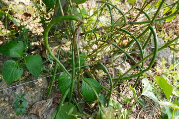 Snake beetles are found on the ground hanging from its plant