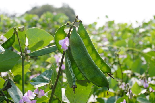 Broad beans with its tiny purple flower in close up