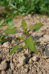 Tiny white goosefoot plant in close up with a blurry background 