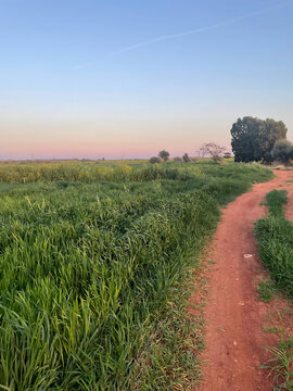 Vibrant Fields and Rural Path at Sunset in Avgorou Cyprus Showcasing Natural Beauty, Peaceful Vibes, and Idyllic Outdoor Scenery