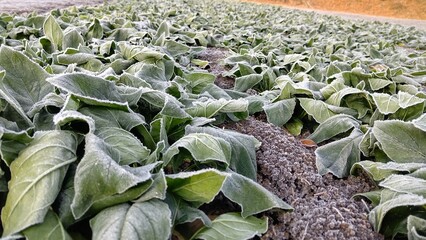 霜が降りた葉