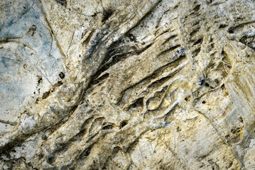 detail of relief on limestone rock
