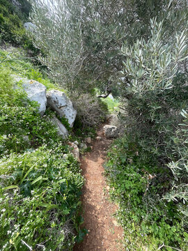 Captivating Hidden Trail Surrounded by Dense Greenery, Olive Trees, and Rocky Terrain in the Beautiful Cape Greco, Cyprus
