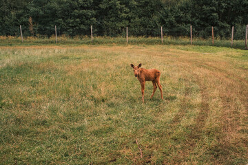 Elch Jungtier auf einer Wiese