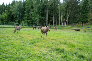 Viele Elche auf einer Wiese vor einem Wald