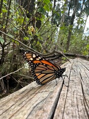 Monarch butterfly on weathered wood