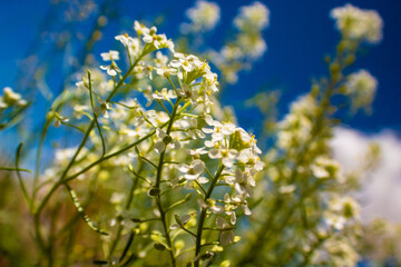 Desert Wildflowers