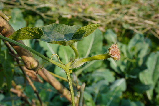 Pointed Gourd flower with its leaves with greenery background 