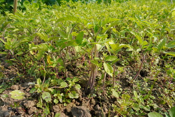 Baby tomato plants are in sprout bed