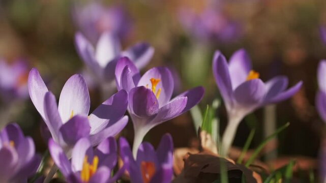 Springtime close-up view of violet crocuses. Soft selective focus of flowering crocus flowers, 4k