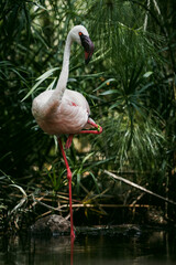 A graceful flamingo standing on one leg among tall reeds, its pink feathers vibrant against the natural greenery. Captured in serene daylight, highlighting elegance and balance in nature.