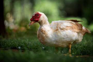 A duck messily drinking water from a small stream, splashing as it quenches its thirst. Captured in natural daylight, showcasing playful wildlife behavior in a serene setting.