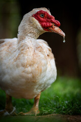 A duck messily drinking water from a small stream, splashing as it quenches its thirst. Captured in natural daylight, showcasing playful wildlife behavior in a serene setting.