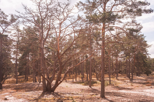 Urlaub in der Natur des Trollskogen