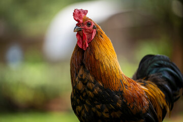 A proud rooster strutting across a lush green lawn, searching for feed in natural daylight. Vibrant feathers and confident stance capture the essence of rural charm and farm life.