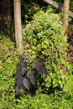 Anamirta Cocculus plant is covered by the climbing hydrangea named creeper plant 