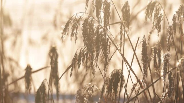 Dry panicles in golden sunlight against white snow, close up. Beautiful nature background