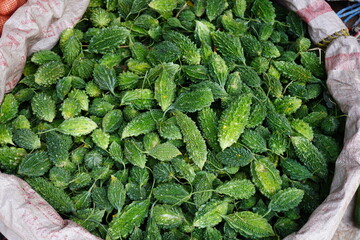 Fresh bitter gourds have been stored in the vegetable godown 