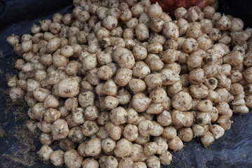 Fresh Jicama, white potatoes are kept on the plastic 
