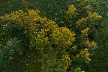 Luftaufnahme Baumkronen