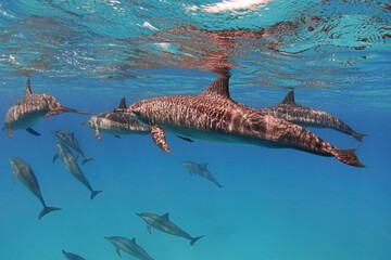 Group of spinner dolphins in the blue sea underwater