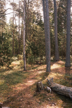 Wanderparadies im Wald von Trollskogen