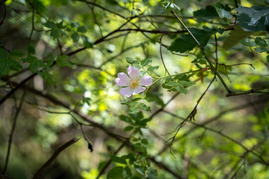 Wei&szlig;e Bl&uuml;te im gr&uuml;nen Wald