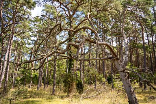 Mystischer Wald auf der Insel &Ouml;land in Schweden